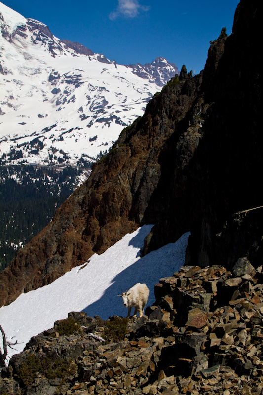 Mountain Goat And Little Tahoma